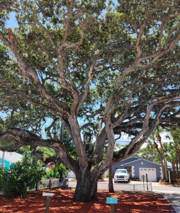 Photo of Others in New Smyrna Beach