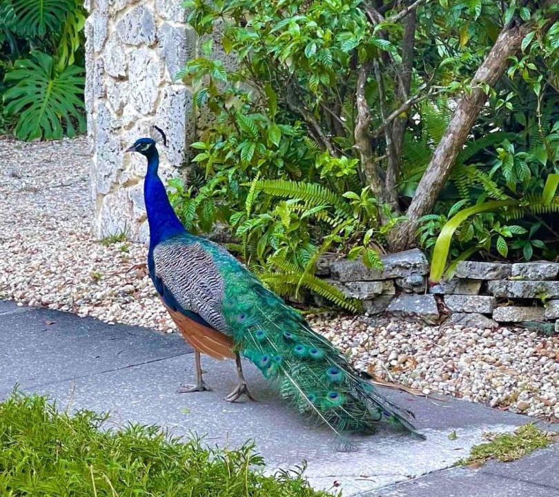 Photo of Others in Indian Beach Sapphire Shores