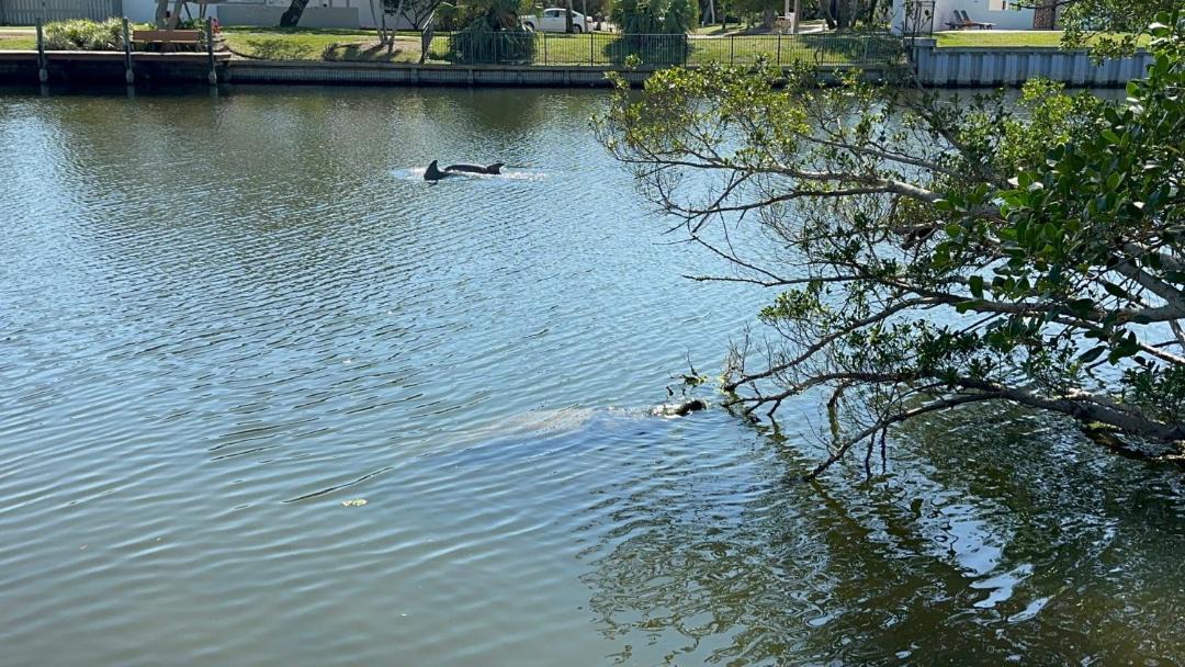Photo of Others in River Isles