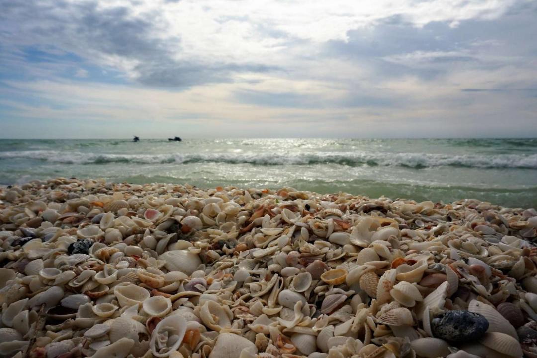 Photo of Human In Picture in Marco Island