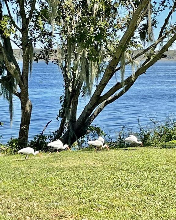 Photo of Outdoor in Lake Panasoffkee