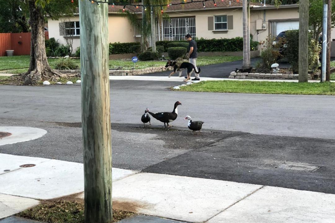 Photo of Others in Hallandale Beach
